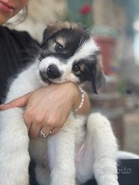 Cuccioli meticci taglia media, adozione