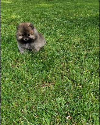 Spitz nano tedesco - pomerania