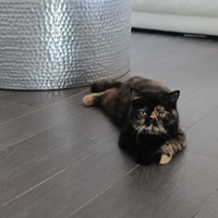 Exotic shorthair