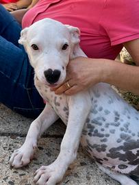 Loki - cucciolo di simil pitbull