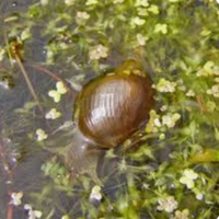 Lymnaea stagnalis