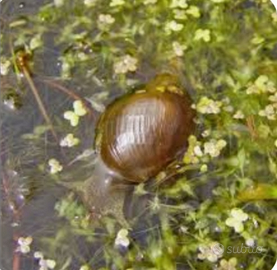 Lymnaea stagnalis