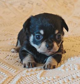 Chihuahua Maschio