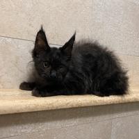 Cuccioli di Mainecoon XXL