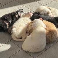 Cuccioli meticci da adottare