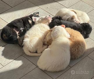 Cuccioli meticci da adottare