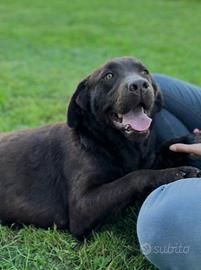 Femmina Labrador 4 anni