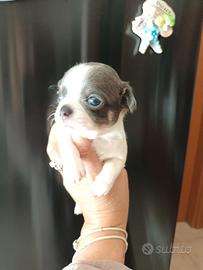 Chihuahua maschio bianco