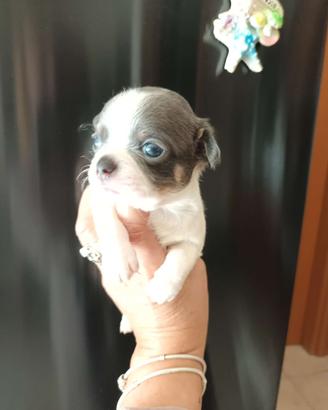 Chihuahua maschio bianco