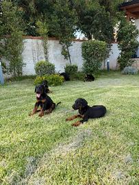 Cuccioli di Dobermann con pedigree ENCI