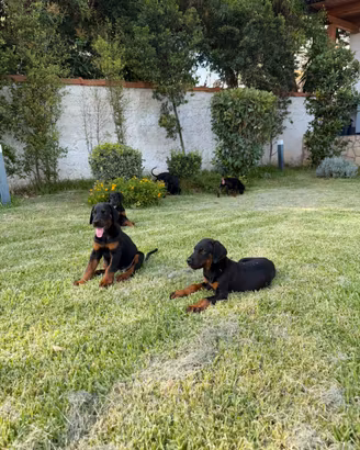 Cuccioli di Dobermann con pedigree ENCI