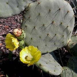 Piante grasse siciliane “Opuntia robusta”