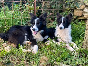 Cuccioli di Border Collie