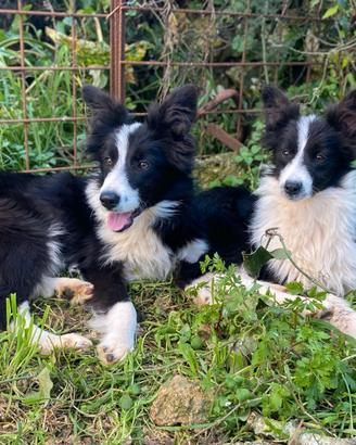 Cuccioli di Border Collie