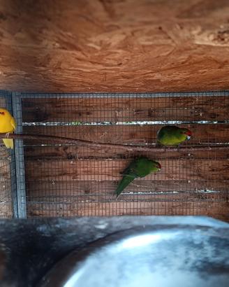 Kakariki