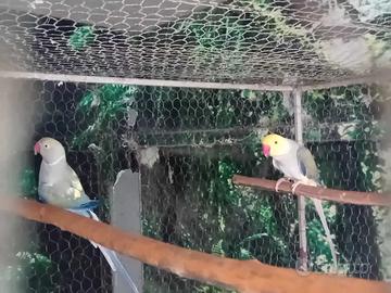 Coppia parrocchetto dal collare cleartail