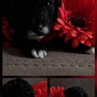 Ultima barboncina toy particolor