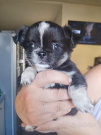Chihuahua 