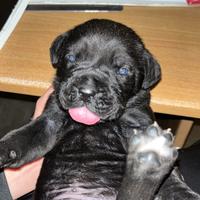 Cucciolo di cane corso