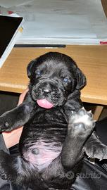 Cucciolo di cane corso