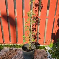 Rosa villosa / rosa pomo / rosa canina
