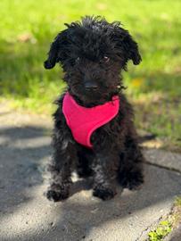 Cuccioli barboncino