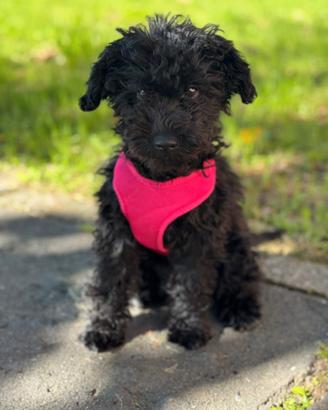 Cuccioli barboncino