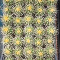 Echinocactus grusonii piante grasse