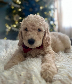 Cucciola barboncina toy albicocca