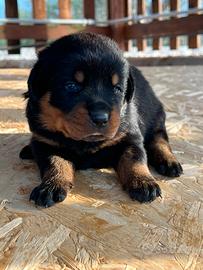 Rottweiler