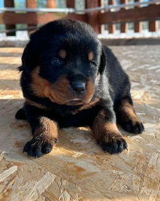 Rottweiler