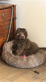 Lagotto maschio