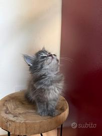Gatti cuccioli gattini siberiani
