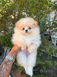 Volpino di Pomerania