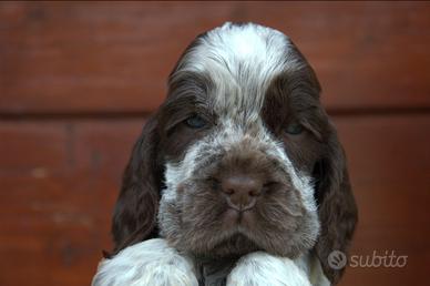 Cocker spaniel inglese con pedigree