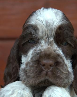 Cocker spaniel inglese con pedigree