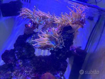 Anemone e discosoma