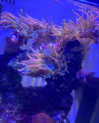 Anemone e discosoma