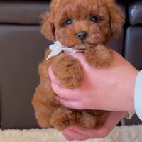 Cuccioli barboncino toy red