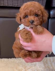 Cuccioli barboncino toy red