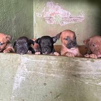 Cuccioli di pittbull