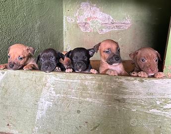 Cuccioli di pittbull