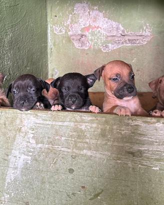 Cuccioli di pittbull