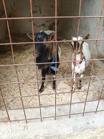 Capre tibetane