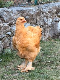 Brahma Moroseta