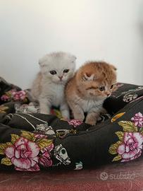 Cuccioli di gattini scottish straight e fold