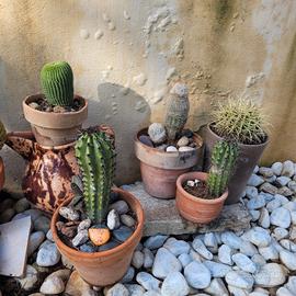 set piante grasse cactus 