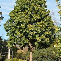 ALBERI BRACHYCHITON ACERIFOLIUS