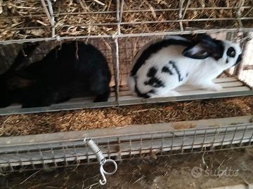 conigli maschi papillon 