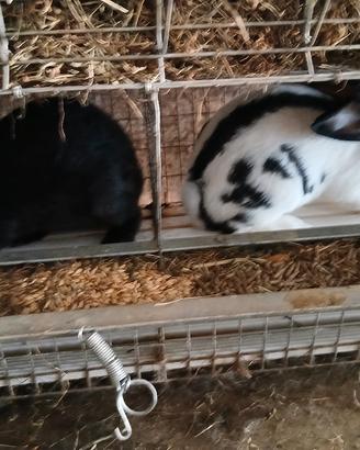 conigli maschi papillon 
